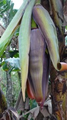 planta fruta banana - Musa 