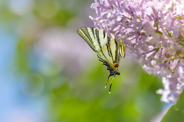 butterfly on flower