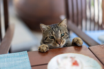 Feline Gastronomy, Green-Eyed Street Cat Pounces on Outdoor Dining Delicacy"