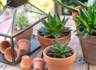closeup on different suculent plants in flower pots with a mini greenhouse on wooden table - 786469546