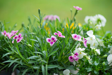 closeup up on beautiful pink flowers of carnation and white viola blooming  in a garden - 786469549
