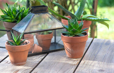 different suculent plants in flower pots with a mini greenhouse on wooden table - 786469560
