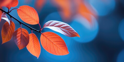 Autumn background with orange-red leaves.