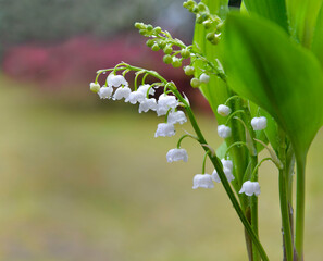 close up on beautiful sprig of fresh lily of valley blooming in a garden.- french symbol of lucky charm - 786469580