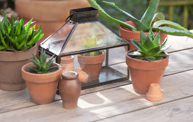 different suculent plants in flower pots with a mini greenhouse on wooden table - 786469590