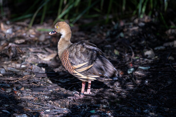 Plumed Whistling Duck