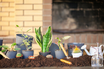Collection of home flowers and succulent plants in different pots. Idea Home Garden.
