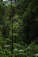 Obraz premium bosque danubia