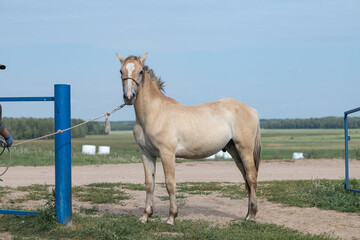 Obraz premium Portrait of a beautiful thoroughbred horse exterior on a leash against the sky.