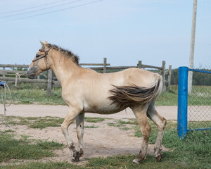 Obraz premium Portrait of a beautiful thoroughbred horse exterior on a leash against the sky.