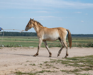 Portrait of a beautiful thoroughbred horse exterior on a leash against the sky.