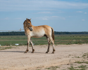 Portrait of a beautiful thoroughbred horse exterior on a leash against the sky.