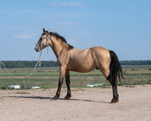 Portrait of a beautiful thoroughbred horse exterior on a leash against the sky.