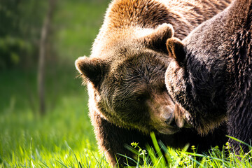 two brown bears on a spring meadow