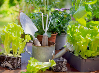 gardening tools with lettuce ready to plant  and vegetable seedlings on a table in garden  at springtime - 786473518