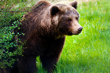 a brown bear on a spring meadow