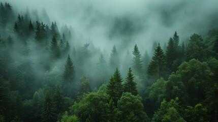 Enchanted Misty Pines in Lush Forest Landscape