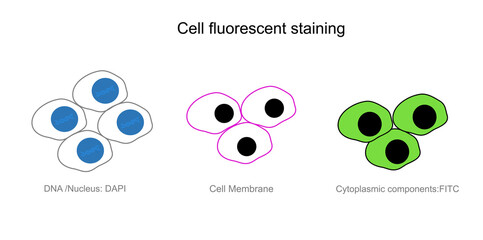 A picture shows the technique of cell fluorescent staining in target cell organelle : cytoplasmic component, cell membrane and DNA or Nucleus.