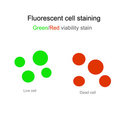 The Fluorescent cell staining that shows Green and Red viability staining of Dead and Live cells.