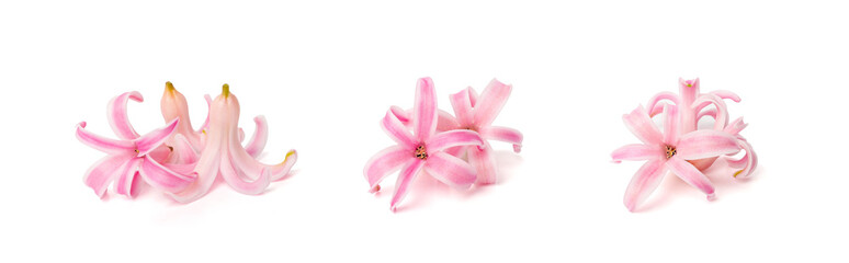 Pink Hyacinth Petals Isolated, Small Hyacinth Flowers