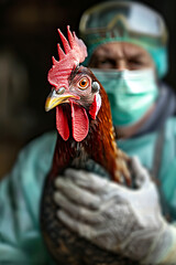 Veterinarian in Protective Gear Holding a Chicken with Care and Professionalism, Avian Influenza A H5N1