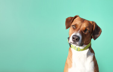 Curious dog with head tilt and looking at camera with colored background. Cute puppy dog with...