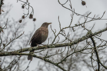 thrush perched in a tree with a blurred background