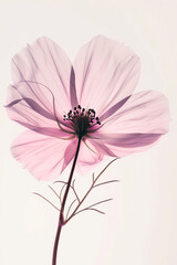 Single Light pink Flower Clipart on Plain Background
