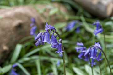 Beautiful bluebells a symbol of humility constancy gratitude and everlasting love
