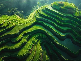 Selbstklebende Fototapeten Rice terraces in Bali © Viktoriia