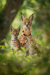 Serval e seus filhotes na natureza - Papel de parede