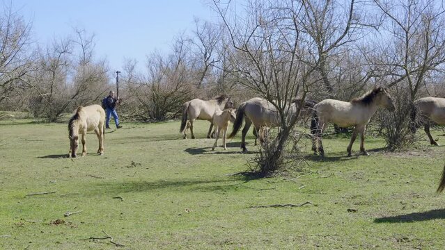 Group of wild horses walk along a green glade among the bushes, a man with a video camera films them on background, Slow motion. Wild Konik or Polish primitive horse.