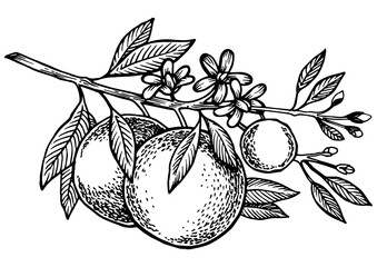 Naklejka premium Orange citrus tree branch engraving PNG illustration. Scratch board style imitation. Hand drawn image.