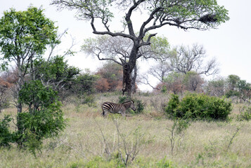 African zebra walks grazing among green trees and bushes in savannah. Safari in Kruger National Park, South Africa. Animals wildlife background, wild nature. Burchells Zebra, Equus burchelli