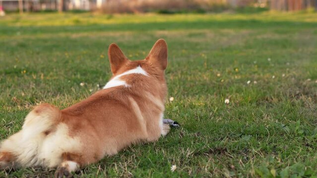 A Corgi dog lies contently on a green meadow, its gaze directed towards the distance. The pet relaxed posture embodies the leisure of a sunny day in the park