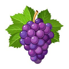 Fototapeta premium ПечатьRed table grapes. Fresh fruit from which wine is made
