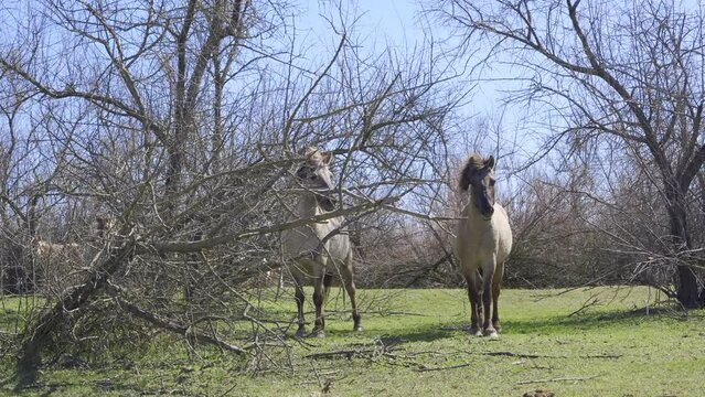 Wild horses walk among the thickets of bushes and look curiously at the camera, Slow motion. Wild Konik or Polish primitive horse