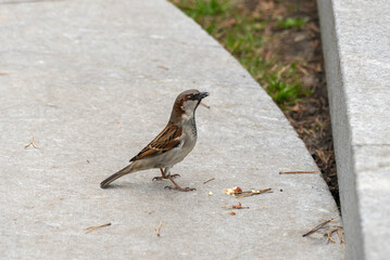Beautiful cute brown sparrow eating nut. Small urban bird feeding and adaptable nutrition habits animal. Passer domesticus lives in city park. Portrait resourceful sparrow. Birds watching in wild.