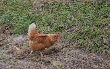 free egg laying farm hen eating in the field