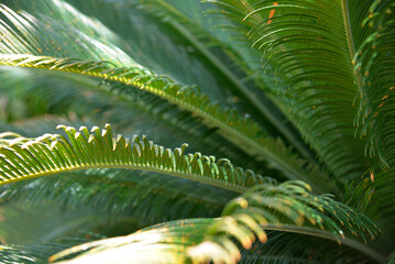 Horizontal photo of palm leaf for texture or background
