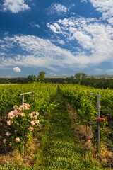 Landscape with vineyards, Slovacko, Southern Moravia, Czech Republic - 786481585