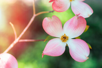 Cornus florida, the flowering dogwood pink flower, closeup