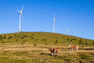 Cows grazing near wind power plants on a mountain pasture in Austria