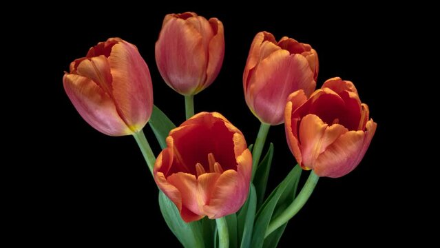 Beautiful bouquet of pink tulip flowers blooming on black background. Wedding backdrop, Valentine's Day concept. Mother's day, Holiday, Love, birthday