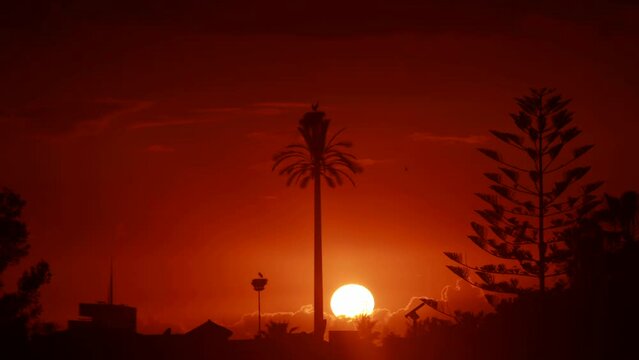 Sun Setting Behind a Palm Tree