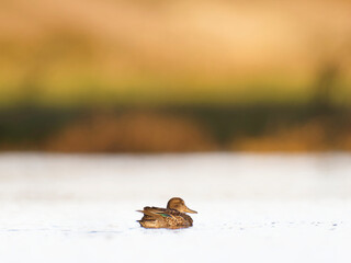 Duck swimming at sunrise