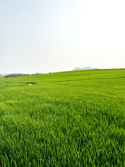 청보리밭에서 힐링을 하며 청보리밭을 찍은 사진