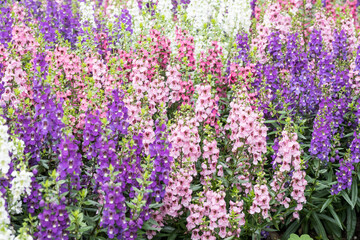 Beautiful Angelonia salicariifolia flowers.