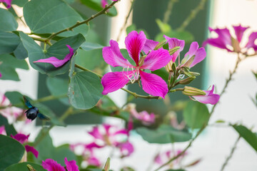 Pink Bauhinia flower blooming on tree close up