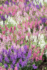 Naklejka premium Beautiful Angelonia salicariifolia flowers.